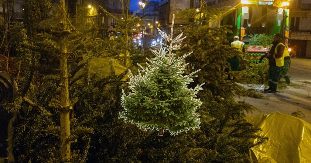 Se débarrasser de son sapin de noel
